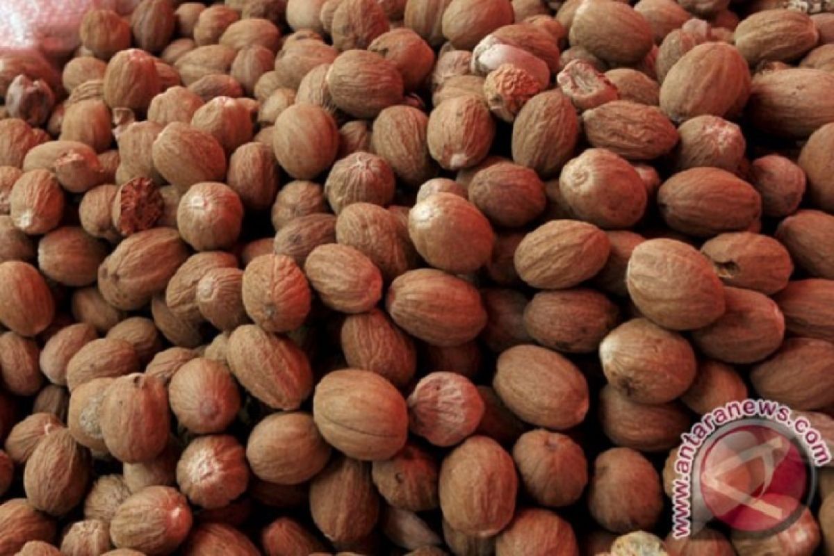 Petani nikmati harga tertinggi fuli pala Rp170 ribu per kilogram