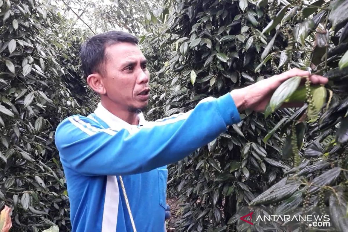 Produksi lada petani di Bangka Tengah merosot