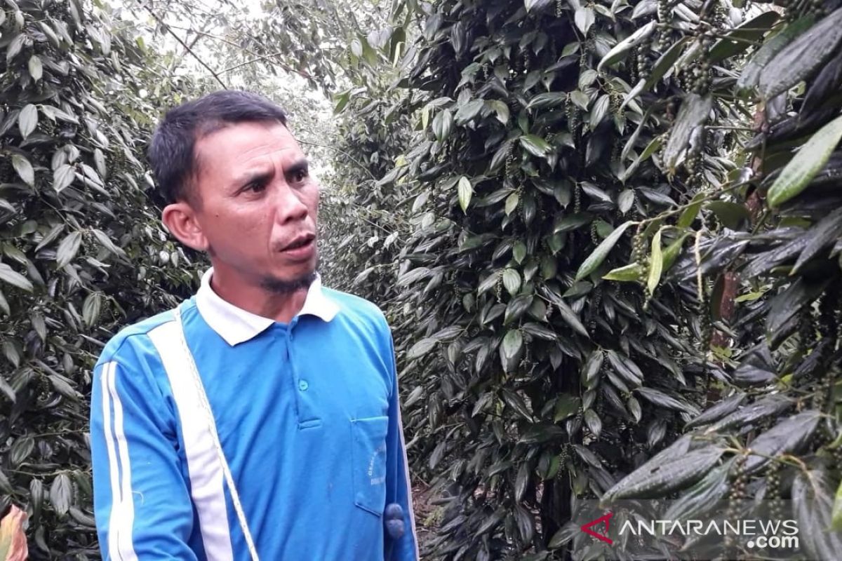 Harga lada di Kabupaten Bangka Tengah naik