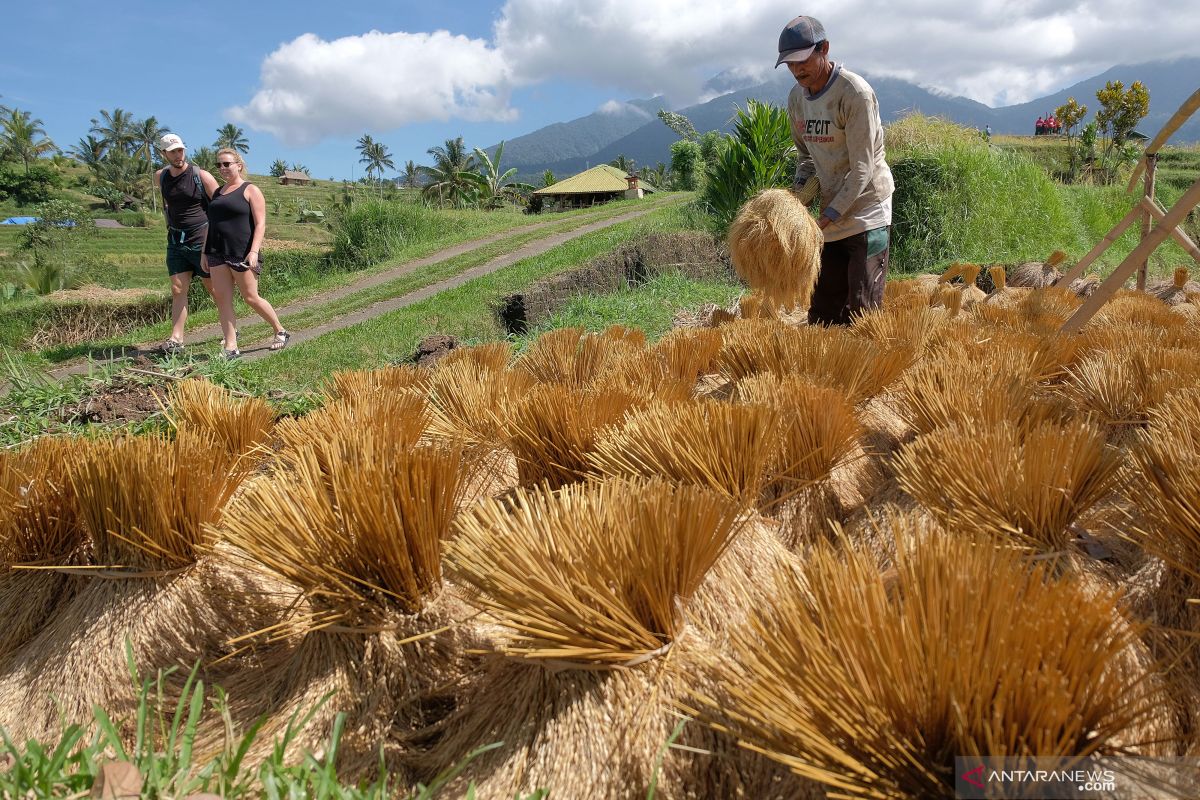 Mendes puji pertanian berbasis pariwisata di Tabanan