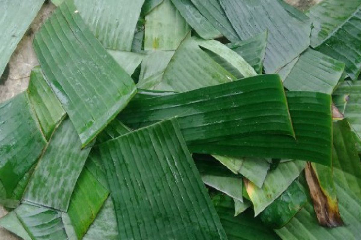 Mahasiswa Unimed membuat anti air dari daun pisang