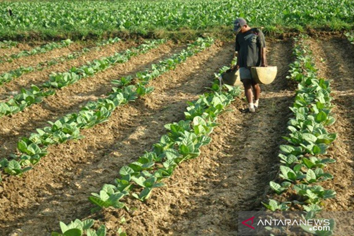 Petani disarankan tidak menanam tembakau di lahan sawah