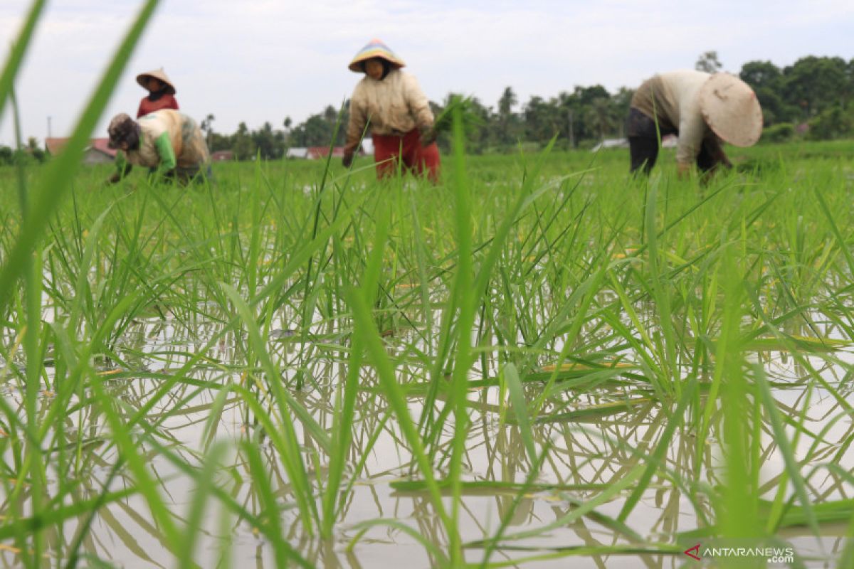 Upah buruh tani Mei 2019 naik tipis