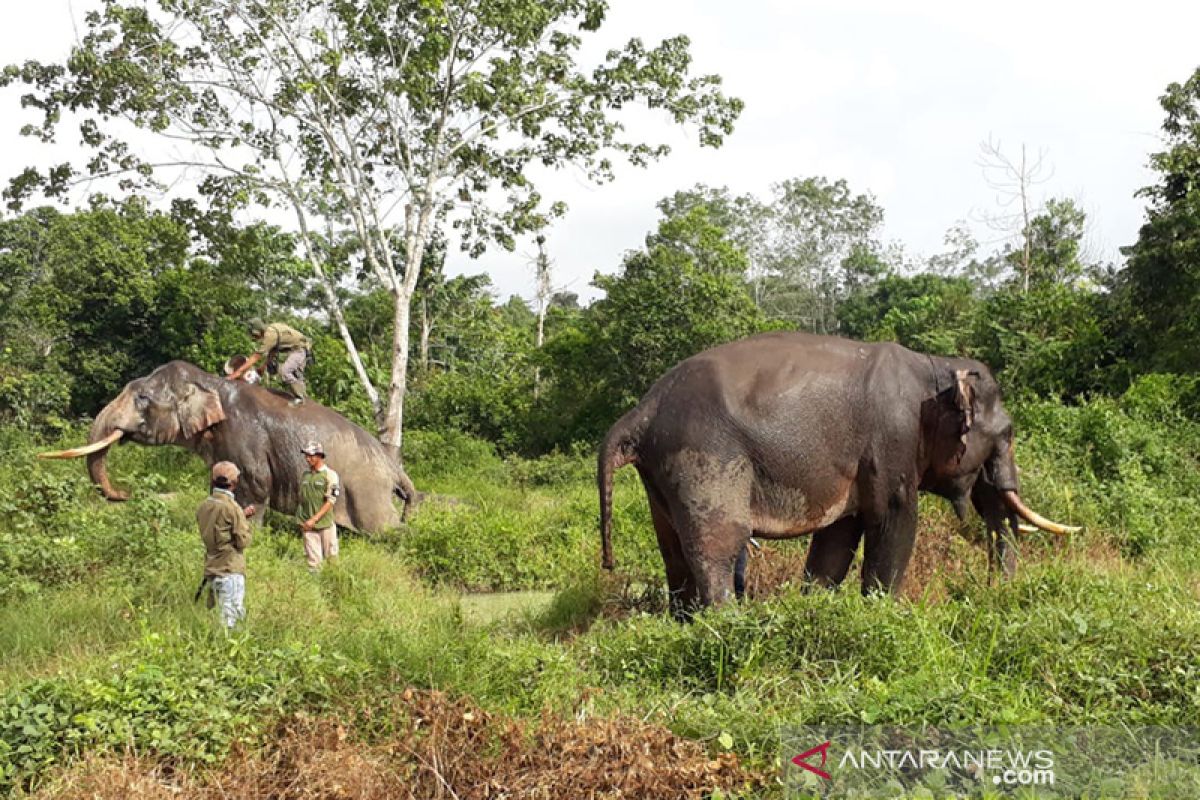 11 ekor gajah liar dekati permukiman warga