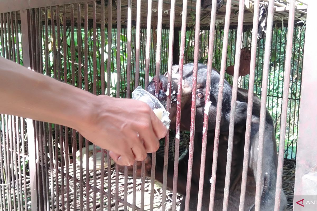 Pengelola Sinka Zoo beri keterangan tentang kondisi Beruang Madu yang viral