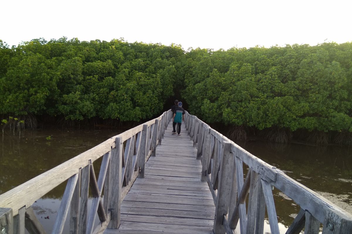 Menitip asa di hutan mangrove