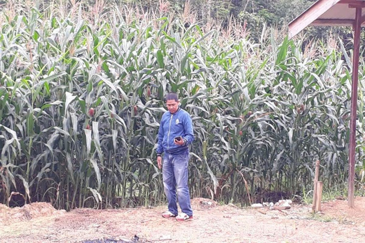 Desa Mampuak I sentra tanaman jagung di Barito Utara