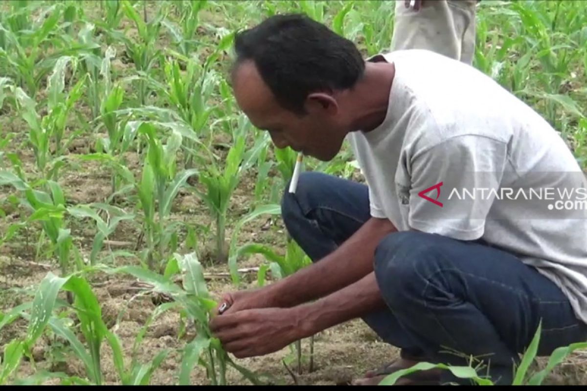 Puluhan hektare tanaman jagung petani OKU Timur diserang hama ulat