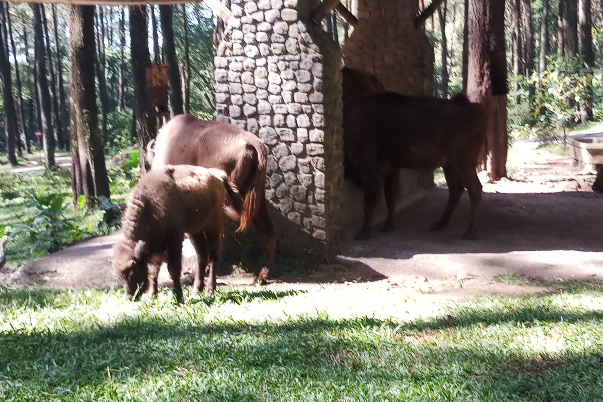 Taman Safari Prigen tambah koleksi tiga Bison Eropa-Amerika (Video)