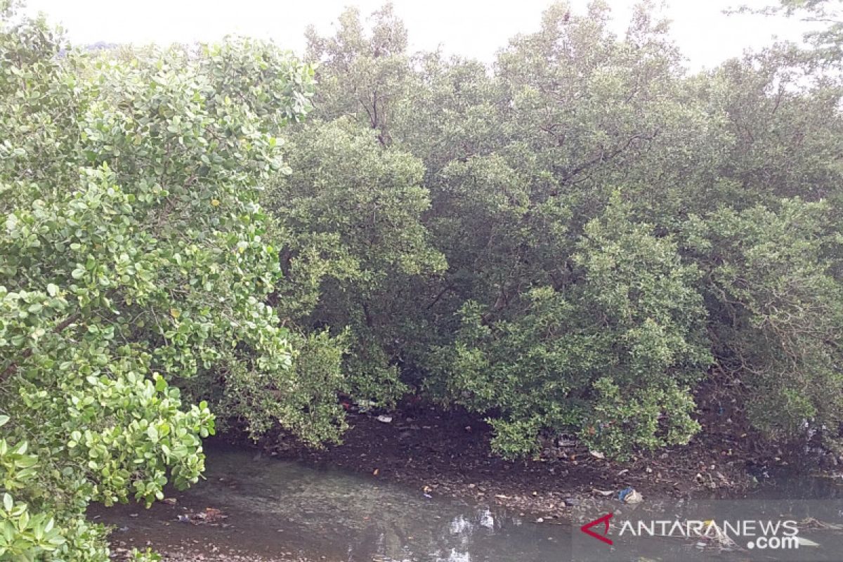 Pemda Kepulauan Sangihe minta masyarakat jangan rusak hutan bakau