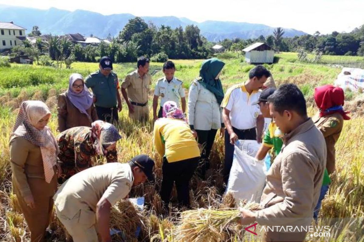 Mahasiswa Polbangtan lakukan pengubinan padi sawah di Tapsel