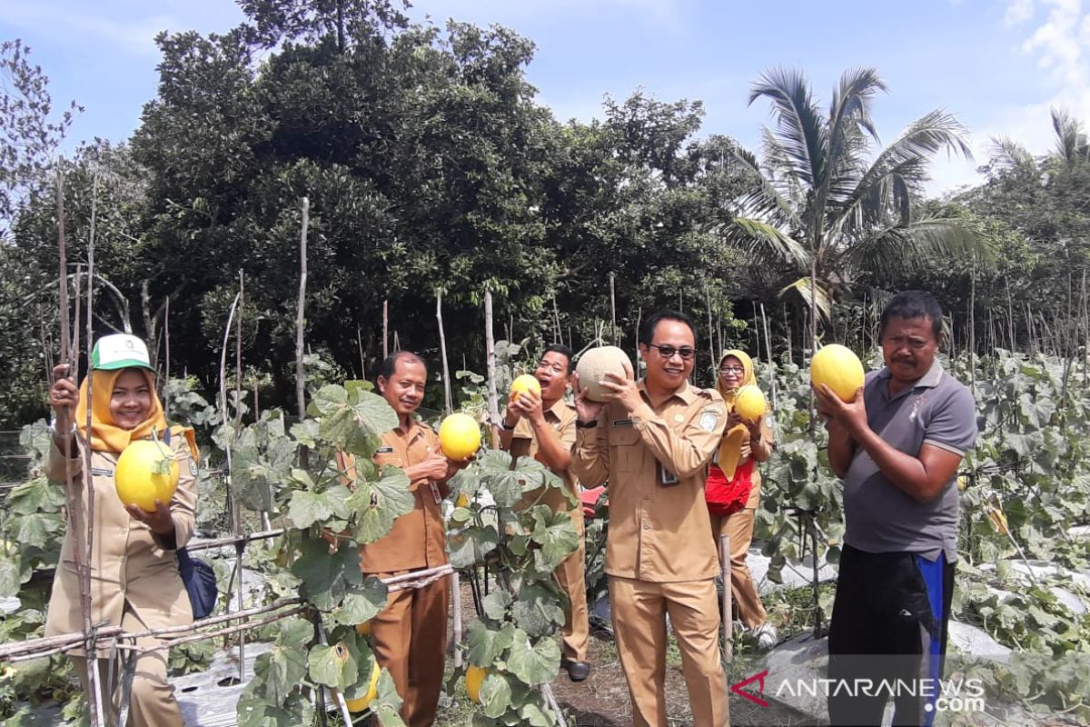 Pasokan buah melon di Kalbar sebagian besar dipenuhi petani lokal