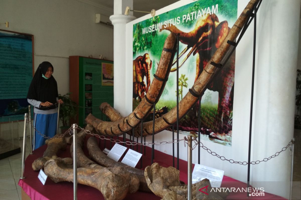 Koleksi fosil di Museum Patiayam Kudus, Jateng bertambah