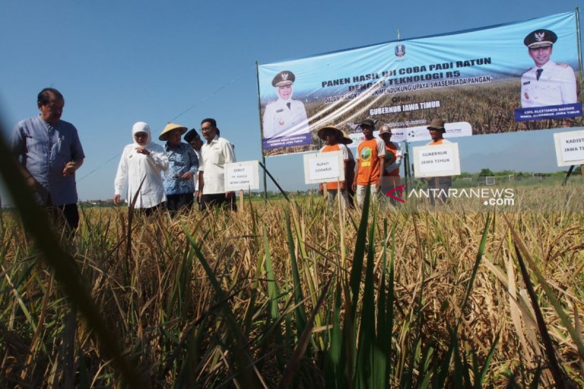 Gubernur Jatim kembangkan budi daya tanam padi ratun