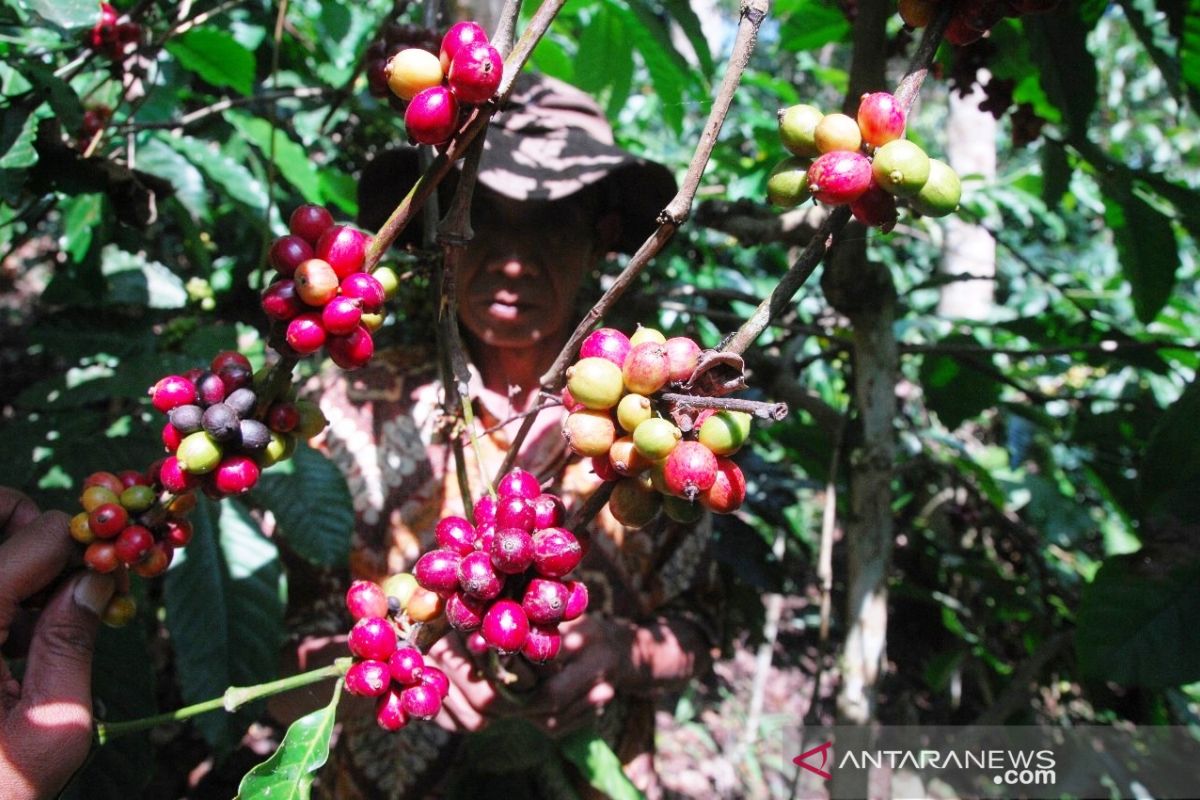Petani Temanggung berharap harga kopi Rp9.000 per kg