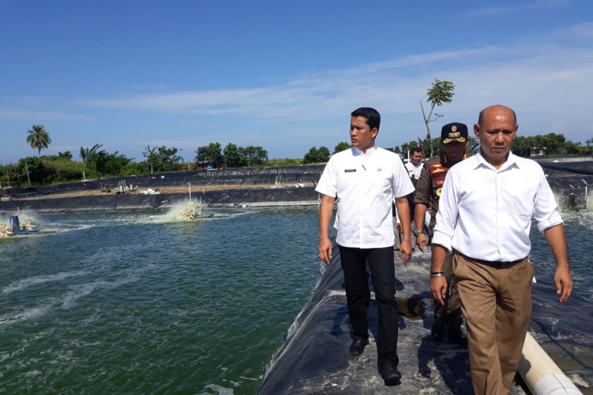 Belasan tambak udang vaname Padang Pariaman tidak memiliki izin