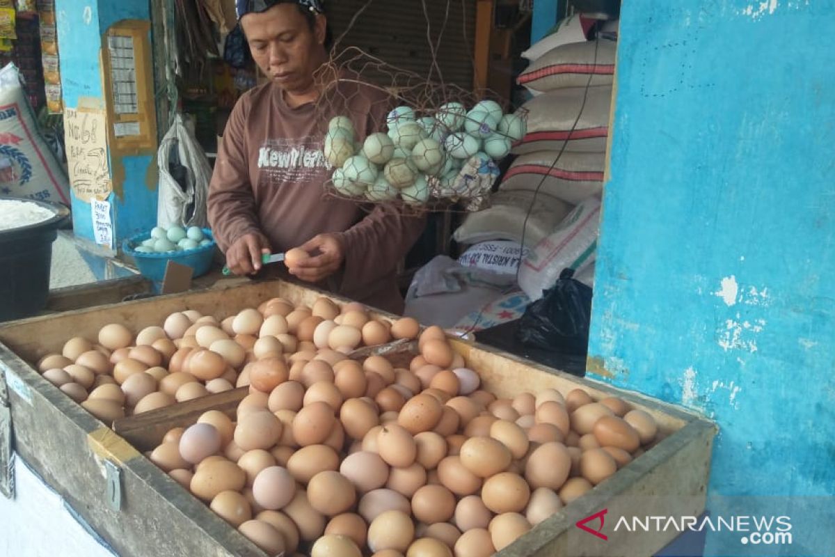 Harga telur ayam ras di Piru kembali turun