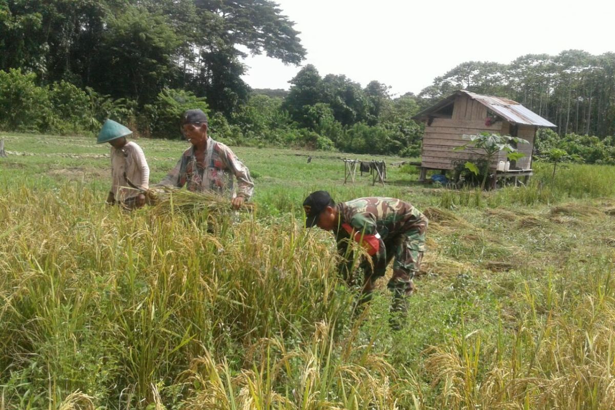 Babinsa Bonggo dampingi warga menanam padi gogo hingga panen