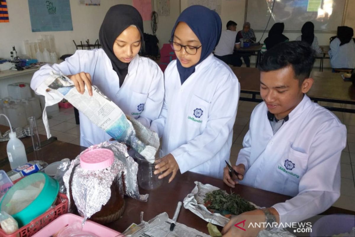 Mahasiswa UM Bandung olah daun cincau jadi kapsul anti inflamasi