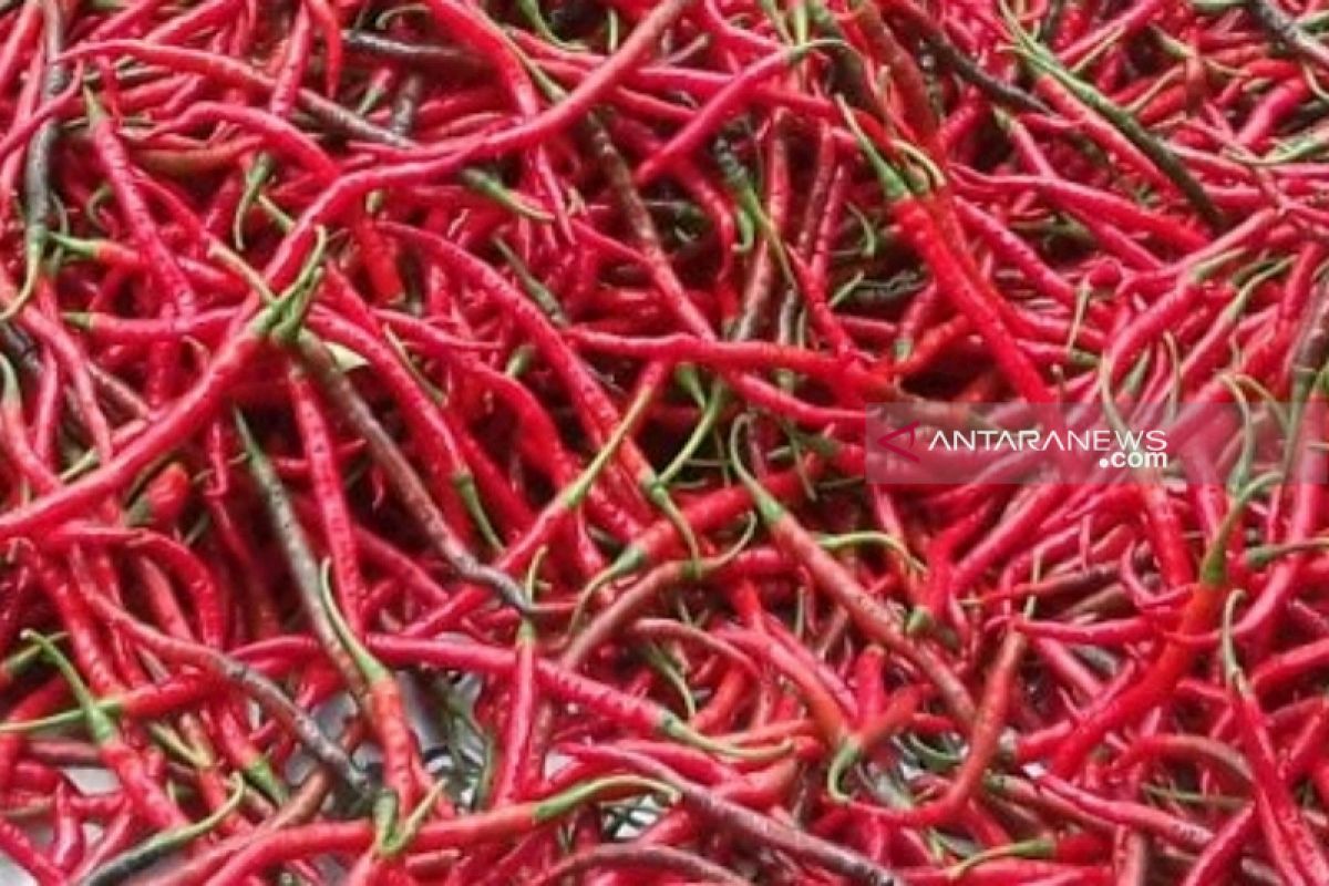 Harga cabai merah di Tapsel mulai normal