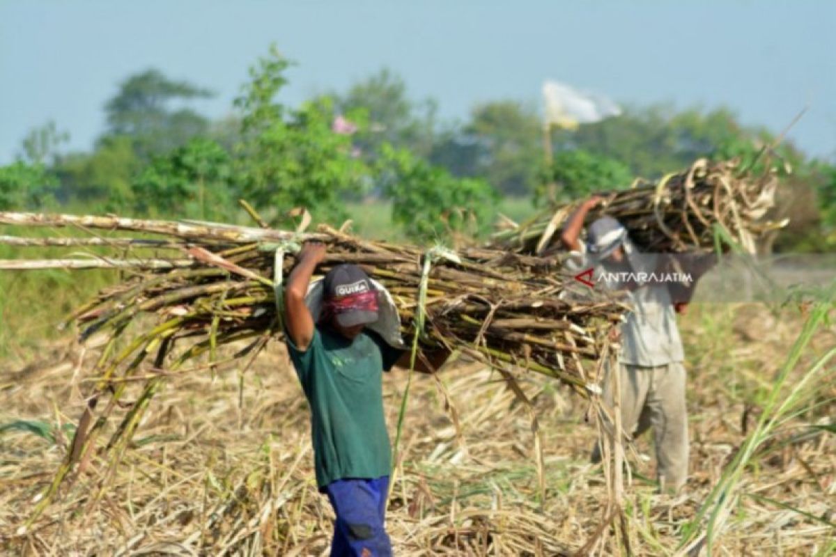 APTRI desak pemerintah benahi industri gula