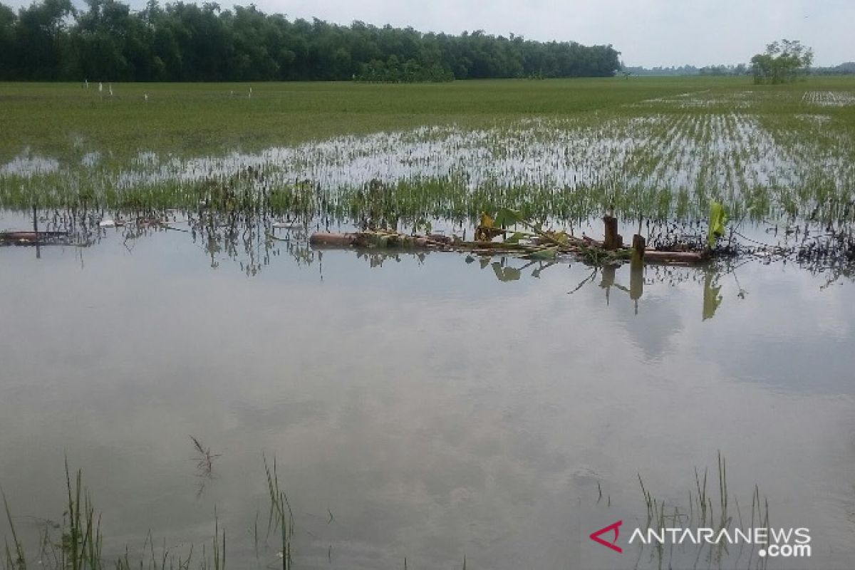 900 hektare sawah di Kecamatan Babulu terendam banjir