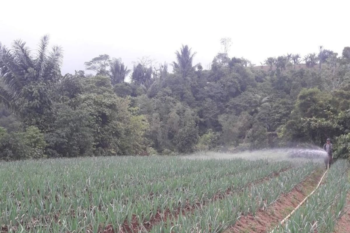 Petani Sayur di Sulawesi Utara  Makin Sejahtera