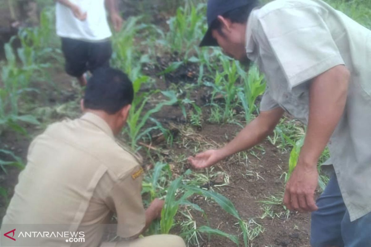 Petani Mukomuko terima bantuan racun basmi ulat perusak jagung