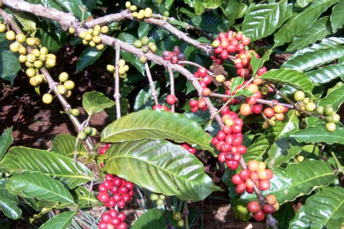 Petani kopi harapkan harga stabil Rp20 ribu/kilogram