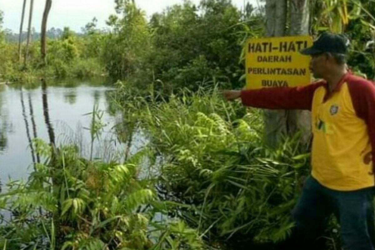 Warga Teluk Lanus Siak diterkam Buaya, pencarian libatkan Pawang