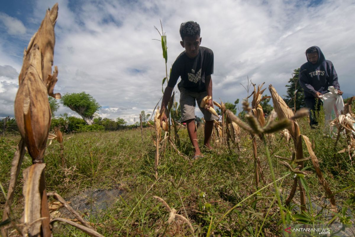 Rutan Palu bina narapidana melalui berkebun jagung