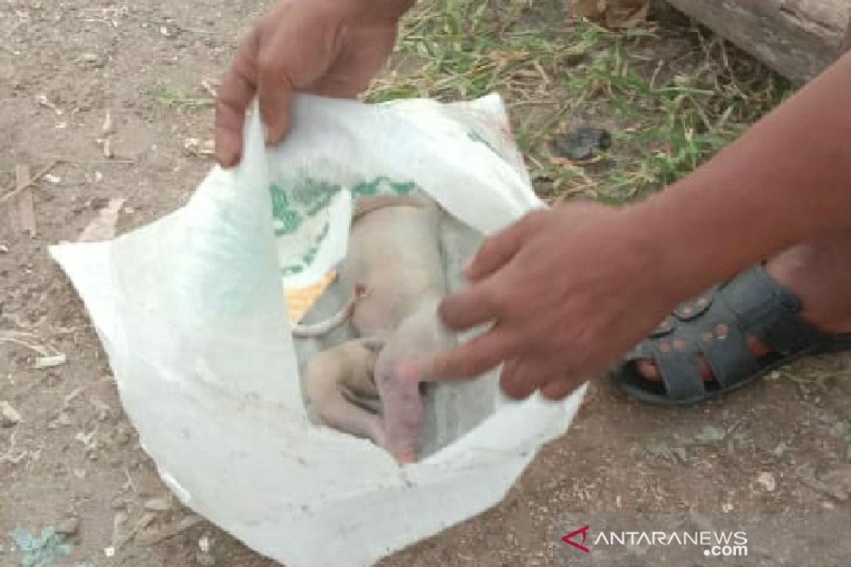 Sesosok mayat bayi ditemukan mengambang di Sungai Deli