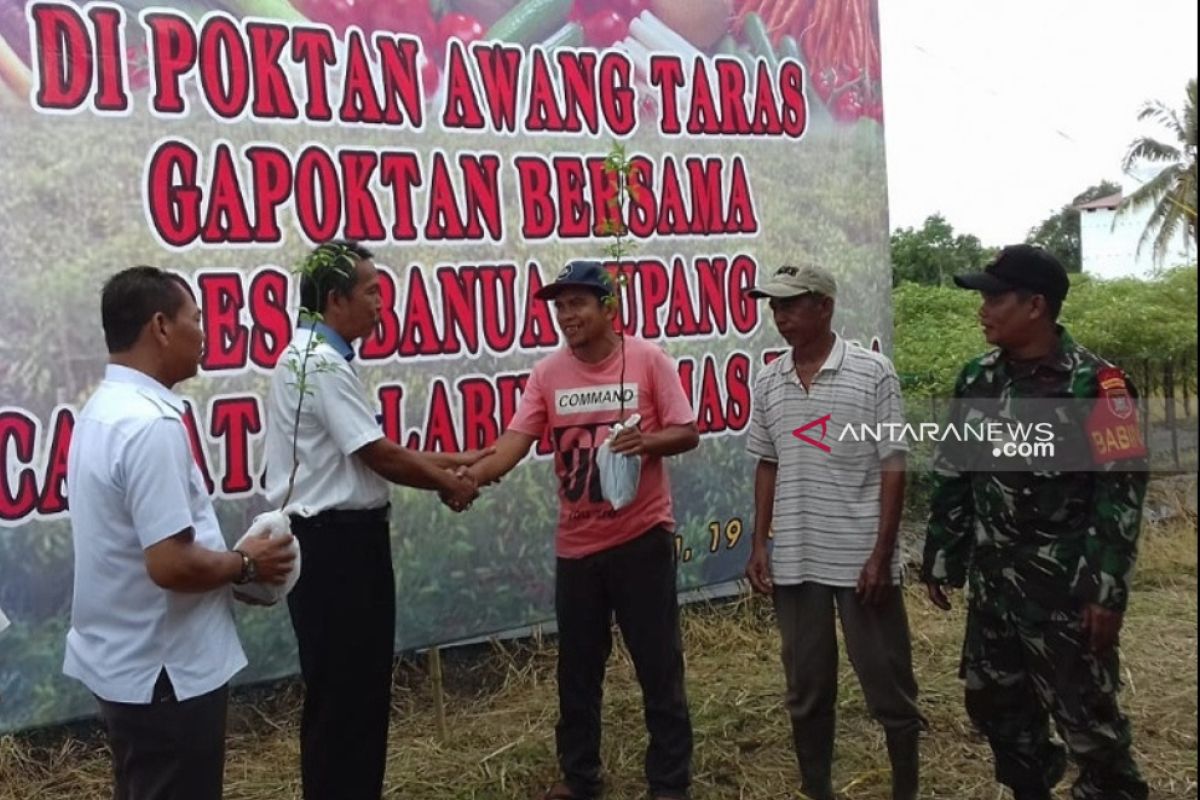 HST kembangkan teknologi bidang hortikultura tanaman cabe