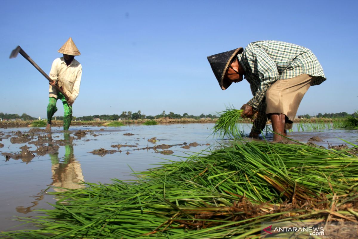 BPS catat upah buruh tani Juni 2019 naik