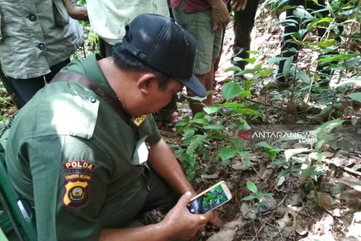 BKSDA Sumsel tidak temukan jejak harimau terkam petani