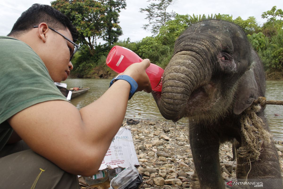 Kondisi anak gajah luka terjerat mulai membaik