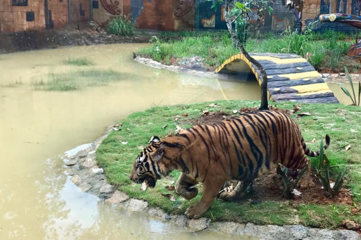 Taman Safari Lagoi datangkan harimau benggala guna menarik wisatawan