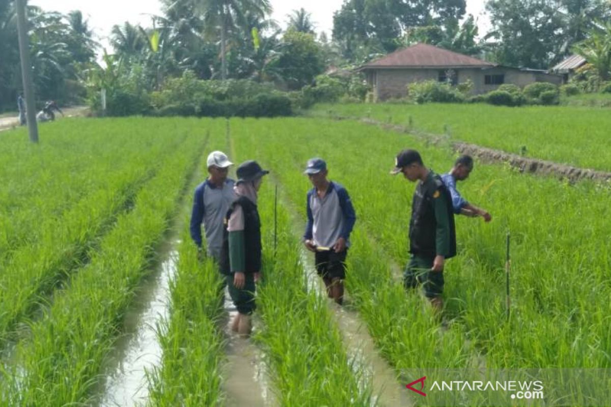 Mahasiswa Polbangtan ikuti sekolah lapang di Simalungun