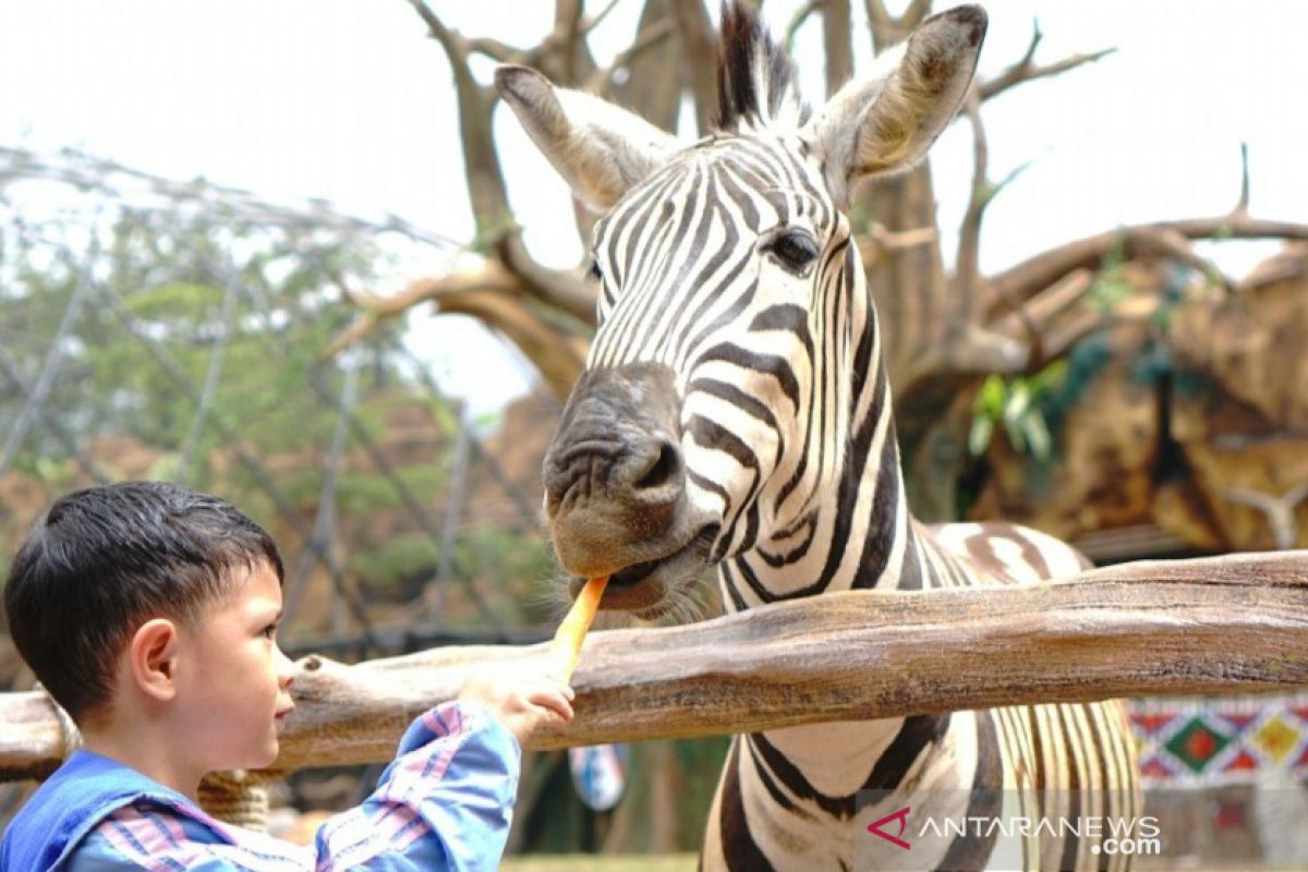 Ada Sensasi makan ditemani Zebra di RSG Bogor