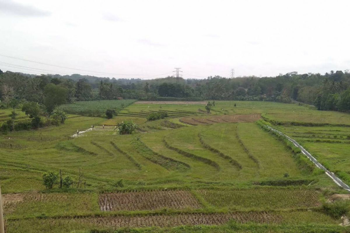 Produksi padi di Kota Metro Lampung terancam menurun