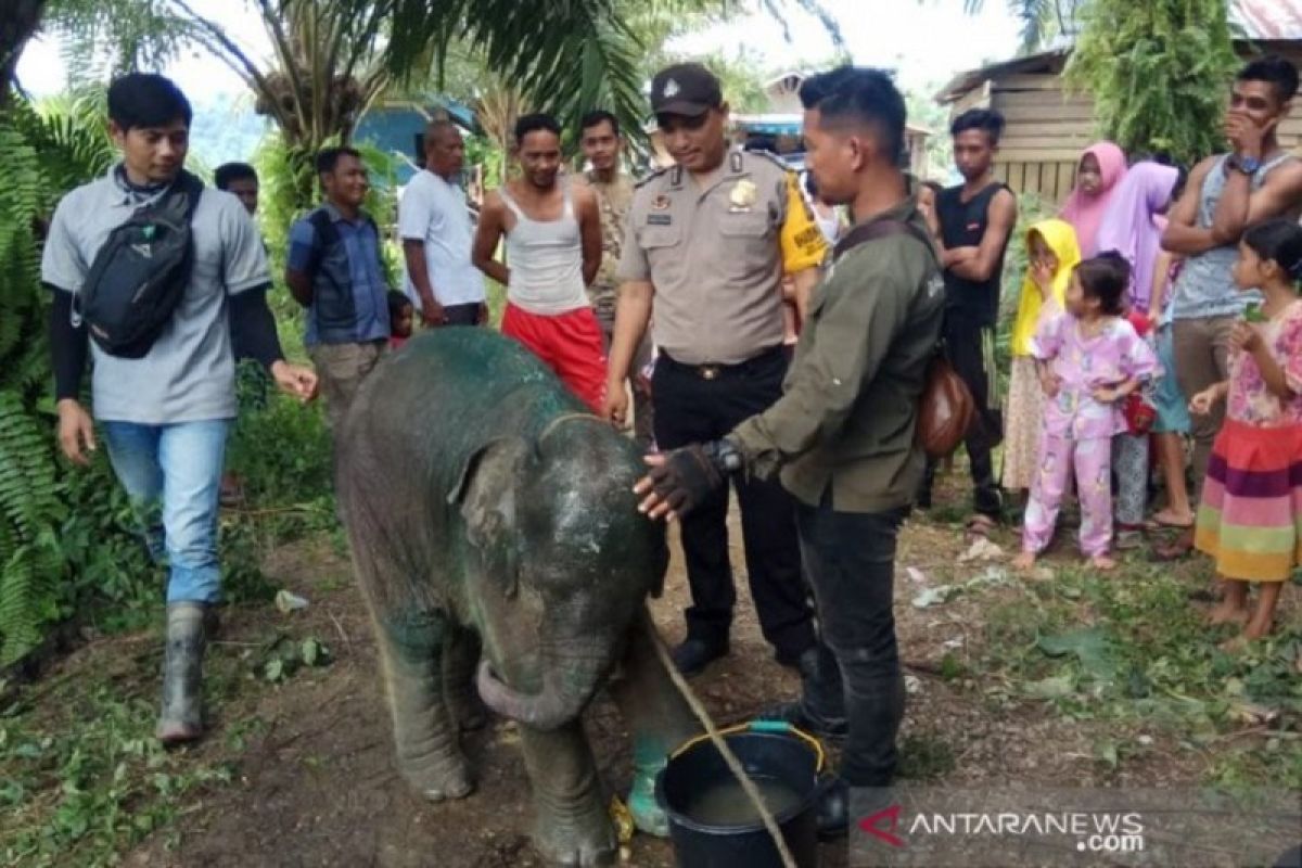 Anak gajah terluka kena jerat, dirawat di CRU Serbajadi