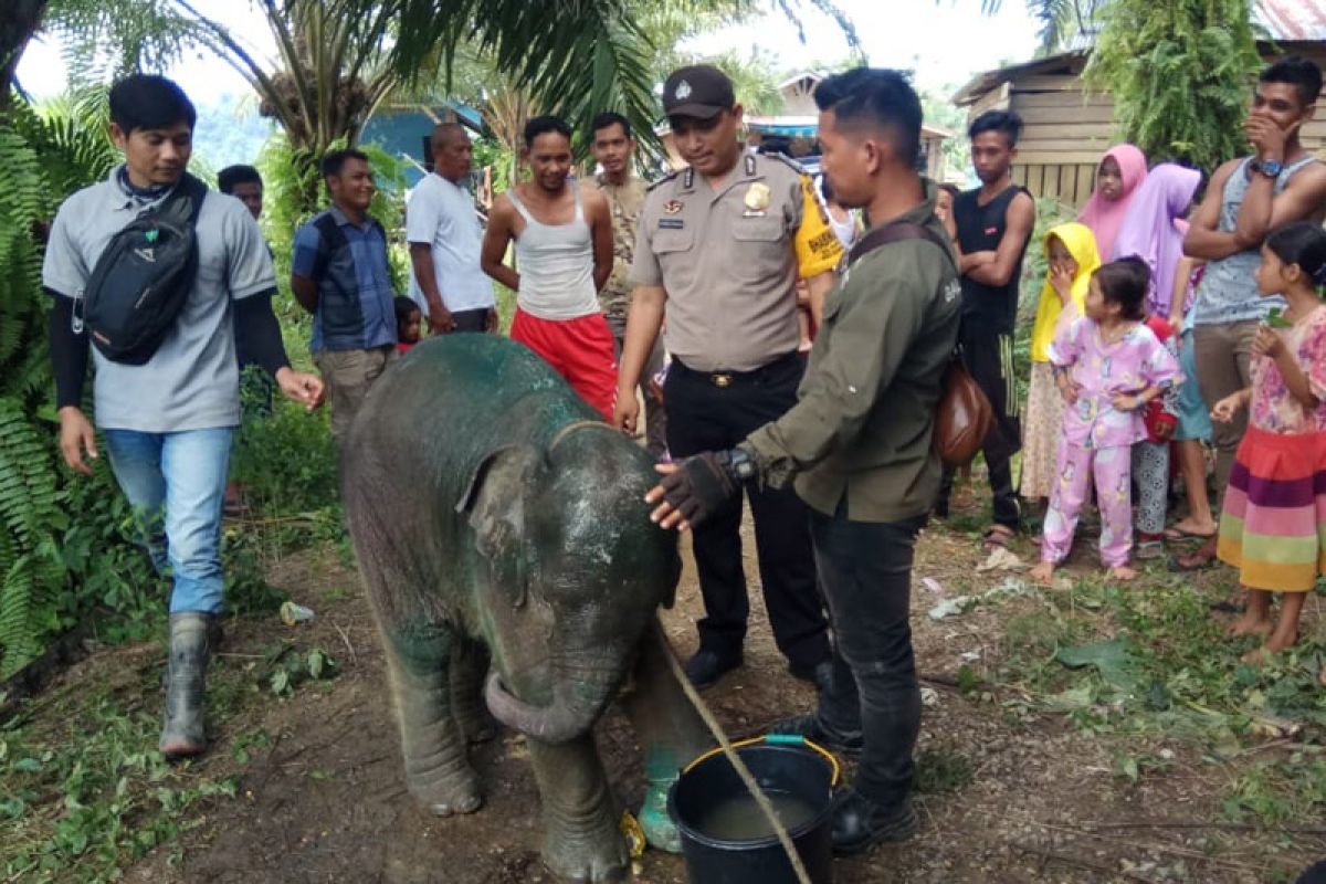 Anak gajah luka terjerat dirawat di CRU Serbajadi