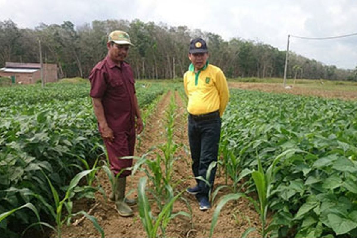 Tim BPTP Jambi lakukan monitoring budidaya jagung di Merangin