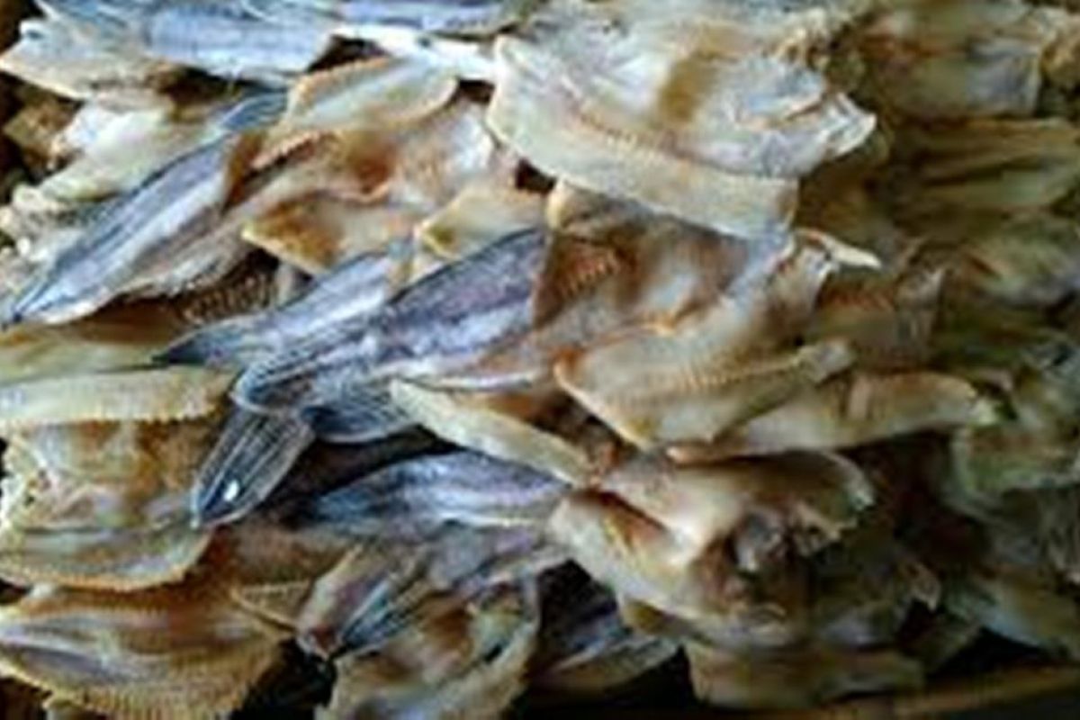 Ikan Gabus Kumpeh banyak dijual ke Palembang