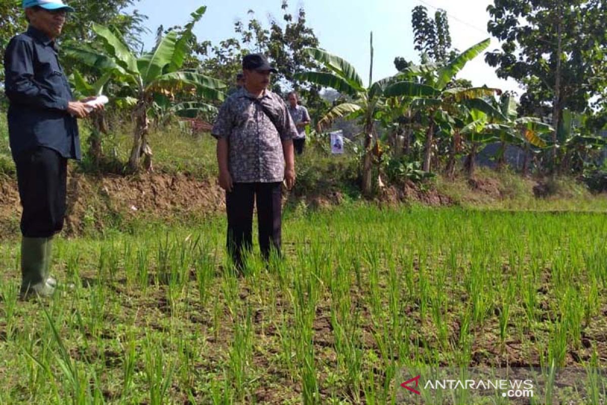 300 hektare tanaman padi di Banyumas kekeringan