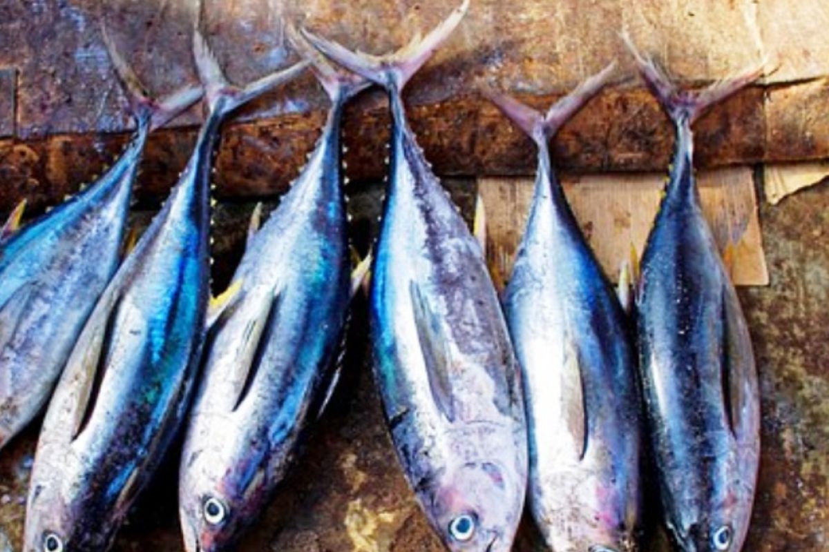 Investor siapkan Biak sebagai sentra perikanan tuna nasional