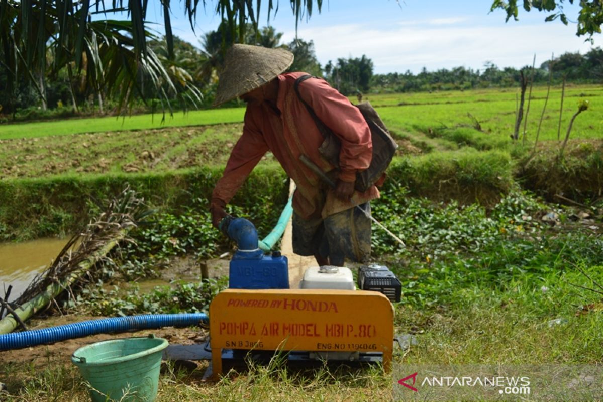 Petani Abdya mulai turun ke sawah pada MT gadu