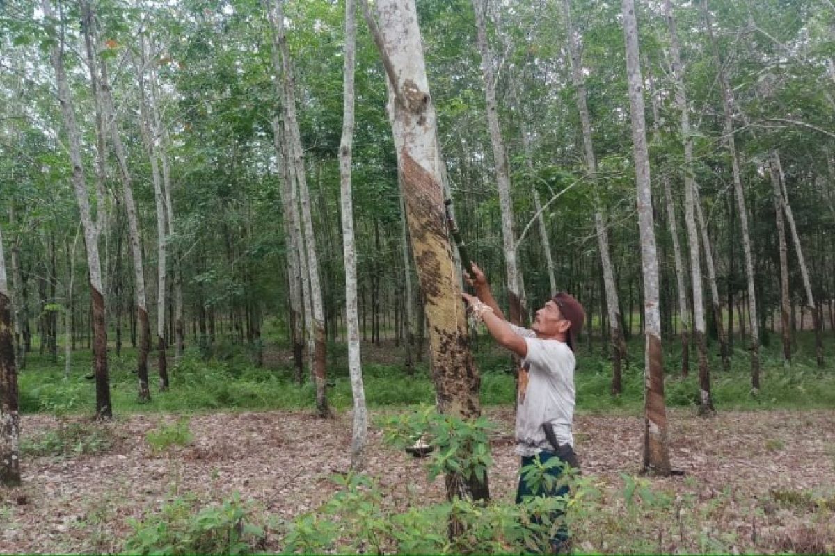 Penyakit Gugur Daun tanaman karet mewabah, petani perlu bantuan