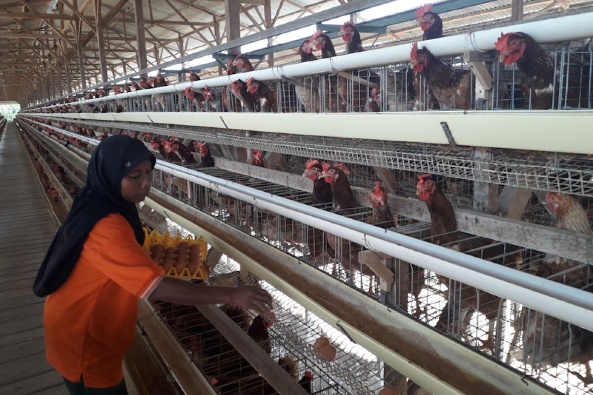 Peternak telur herbal tak izinkan jaringannya bercabang untuk jual telur