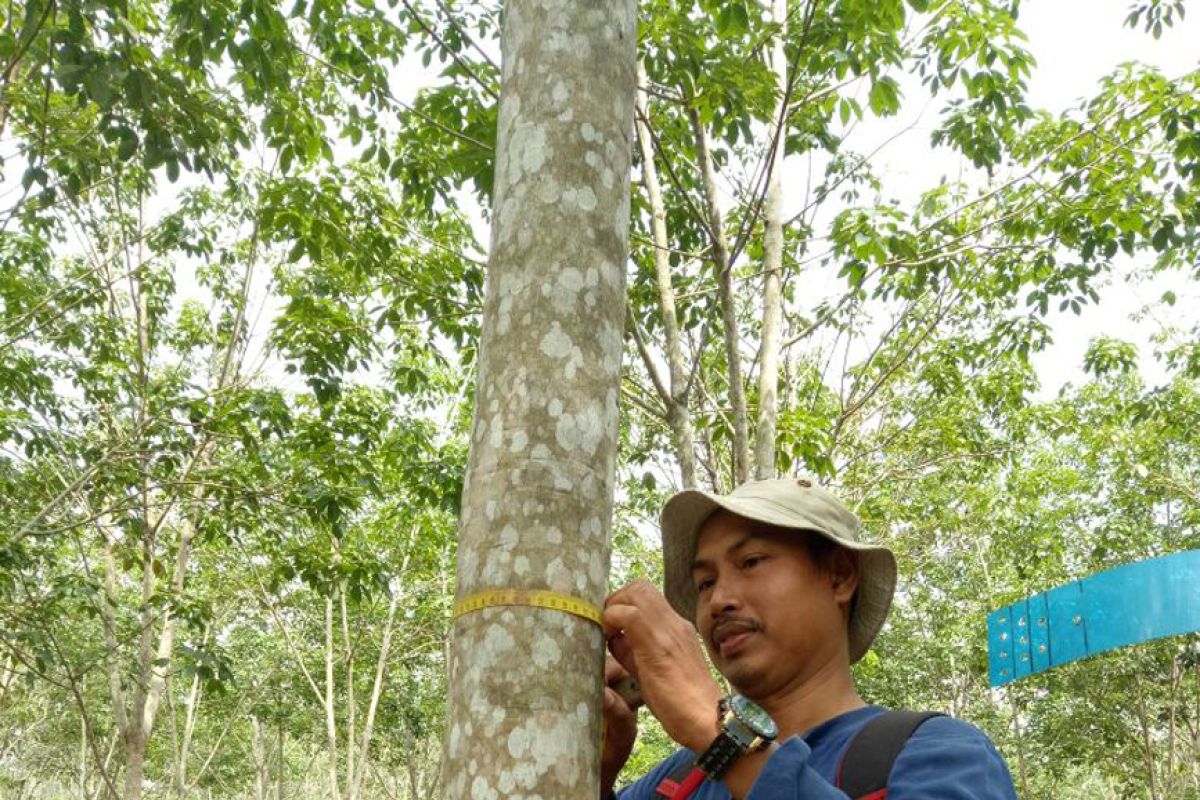 Arsyad, ketua koperasi Sungai Kihung lestari